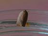 300290 – Photo : VERMELLE Georges – France (62)